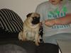 Mops Buller