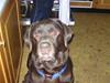 Labrador retriever Chako