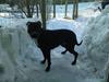 Amerikansk staffordshire terrier Freja