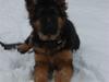 Schæferhund Thomsebo Yonas AFLIVET. [ Himmelhund]