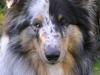 Shetland sheepdog Freddy