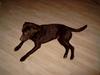 Labrador retriever Basse