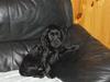 Cocker spaniel tøsen