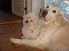 Coton de tulear Smilla