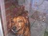 Gravhund Sofus R.I.P<3. [ Himmelhund]