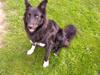 Border collie Vaks<3.