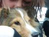 Shetland sheepdog Pixie
