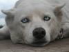 Siberian husky Nenya [ Himmelhund]