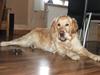 Golden retriever laika.