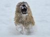Cairn terrier Santiago, Malle