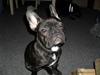Fransk bulldog Buster R.I.P