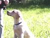 Labrador retriever muffi / spoti wallstreet