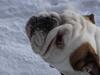 Engelsk bulldog Tinkerbell(grethe) (R.I.P)