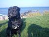 Staffordshire bull terrier Noa
