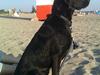 Labrador retriever laban