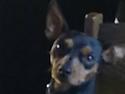 Dvaergpinscher trunte