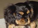 Cavalier king charles spaniel Lulu