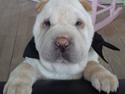 Shar pei Quark