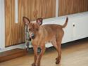 Dvaergpinscher maestro von masterhoff
