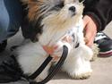 Shih tzu Gizmo