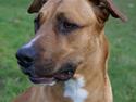 Rhodesian ridgeback Rocky