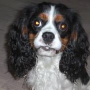Cavalier king charles spaniel Sean