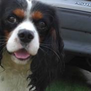 Cavalier king charles spaniel Sean