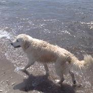 Golden retriever niki