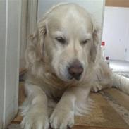 Golden retriever niki