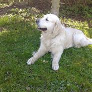 Golden retriever niki