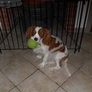 Cavalier king charles spaniel max