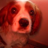 Cavalier king charles spaniel max