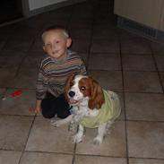 Cavalier king charles spaniel max