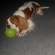 Cavalier king charles spaniel max