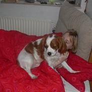 Cavalier king charles spaniel max