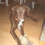 Labrador retriever Kaila