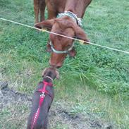 Labrador retriever Kaila