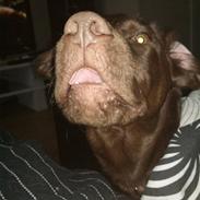 Labrador retriever Kaila