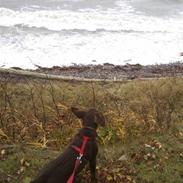 Labrador retriever Kaila