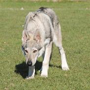 Tjekkoslovakisk ulvehund Pandora van Goverwelle
