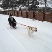 Labrador retriever Balder