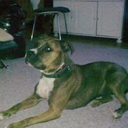 Amerikansk staffordshire terrier Nala 