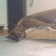 Amerikansk staffordshire terrier Nala 