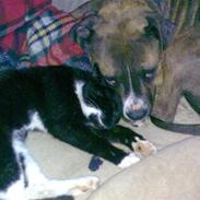 Amerikansk staffordshire terrier Nala 