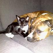 Amerikansk staffordshire terrier Nala 