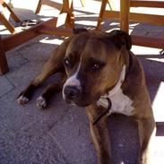 Amerikansk staffordshire terrier Nala 