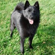 Schipperke Rijona Sille