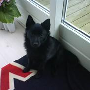 Schipperke Rijona Sille