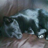 Schipperke Rijona Sille