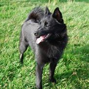Schipperke Rijona Sille